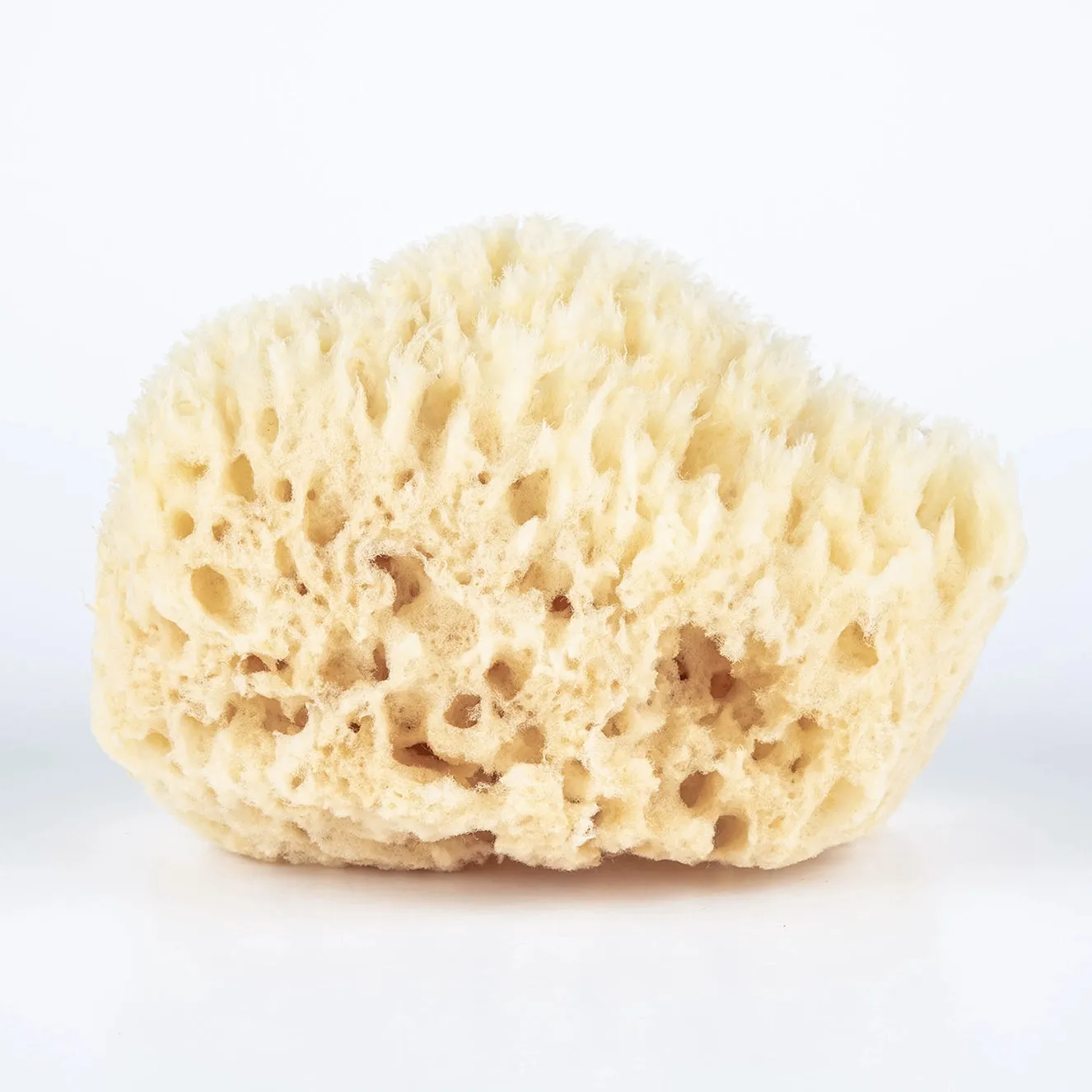 Bath Sea Sponge