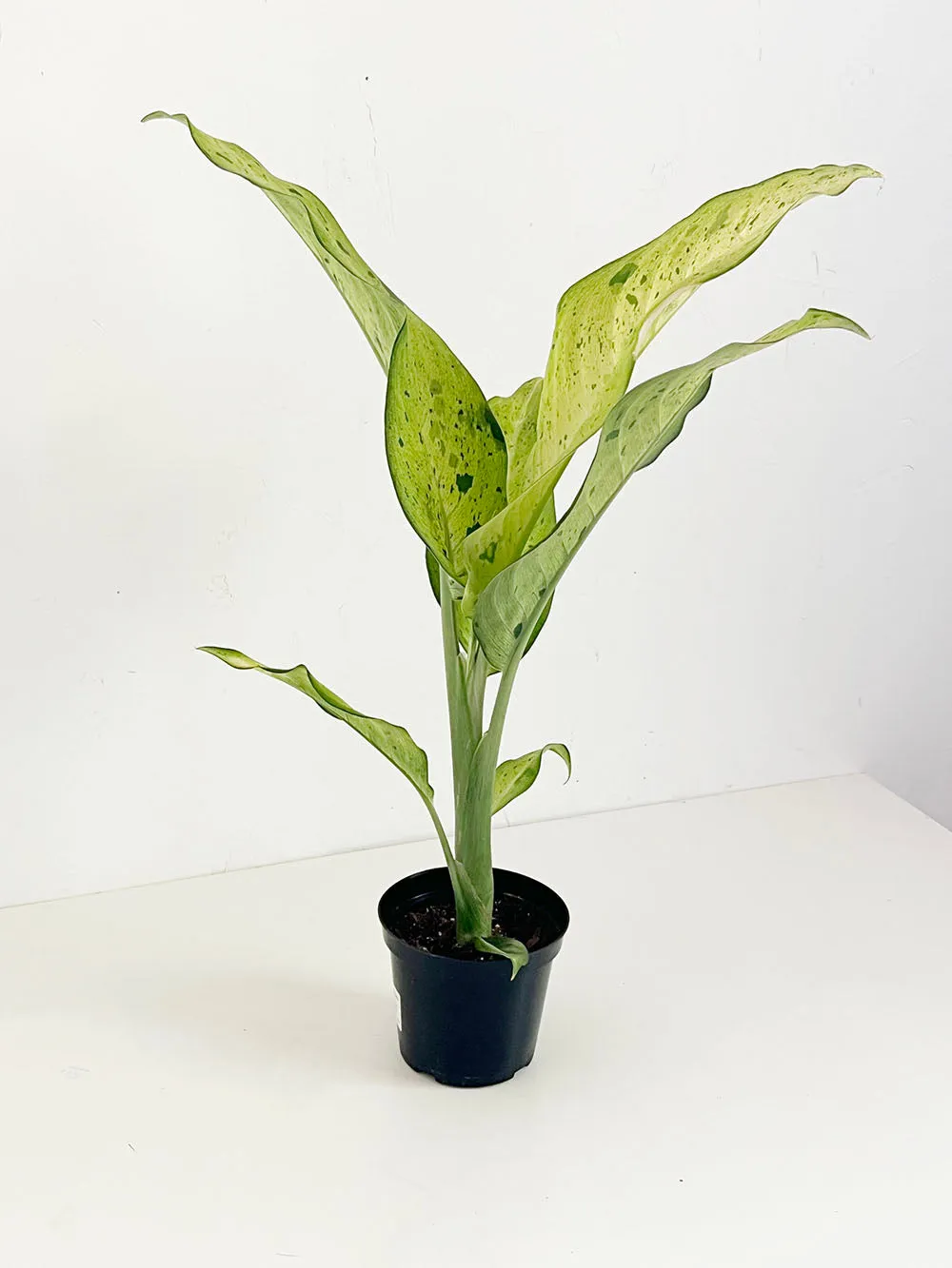 Camouflage Dieffenbachia