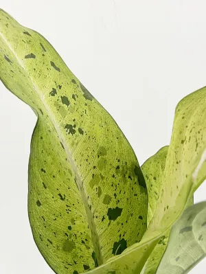 Camouflage Dieffenbachia