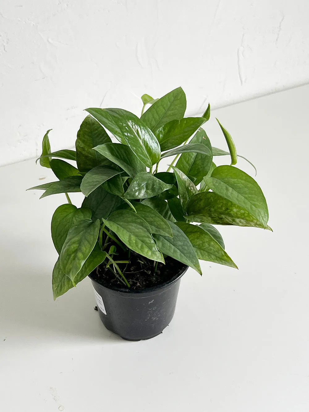 Cebu Blue Pothos