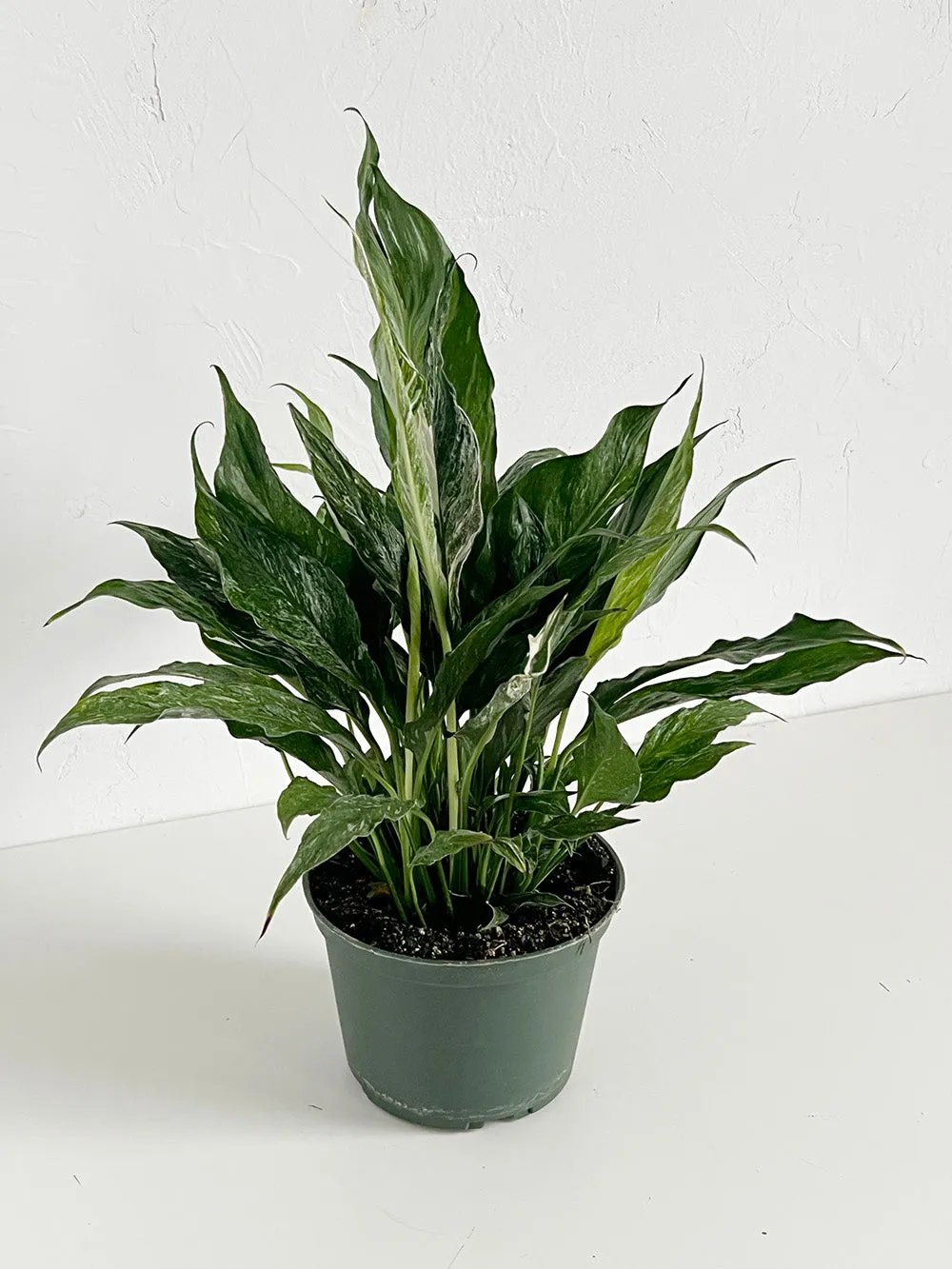 Domino Peace Lily