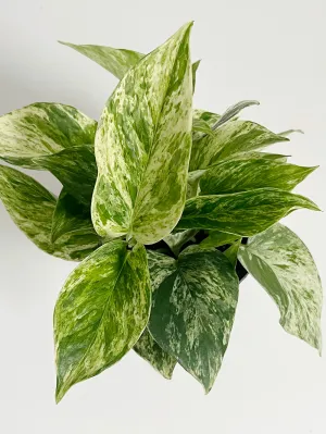 Marble Queen Pothos