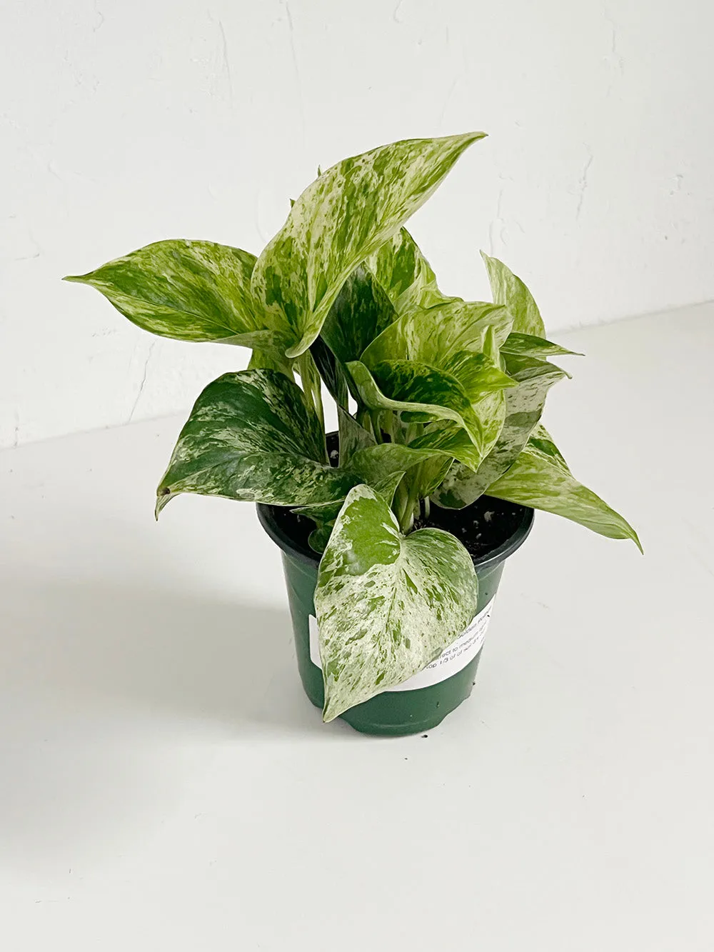 Marble Queen Pothos