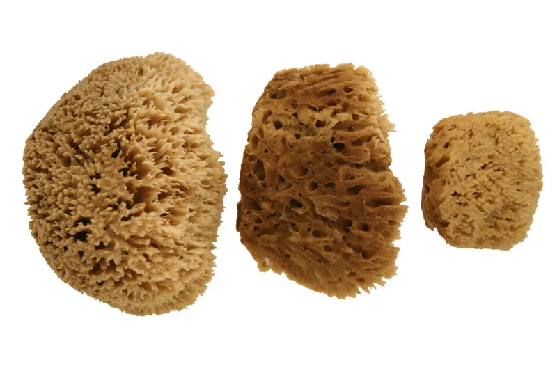 Natural Caribbean Sea Wool Sponges