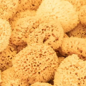 Natural Sea Sponge - Yellow Sponge