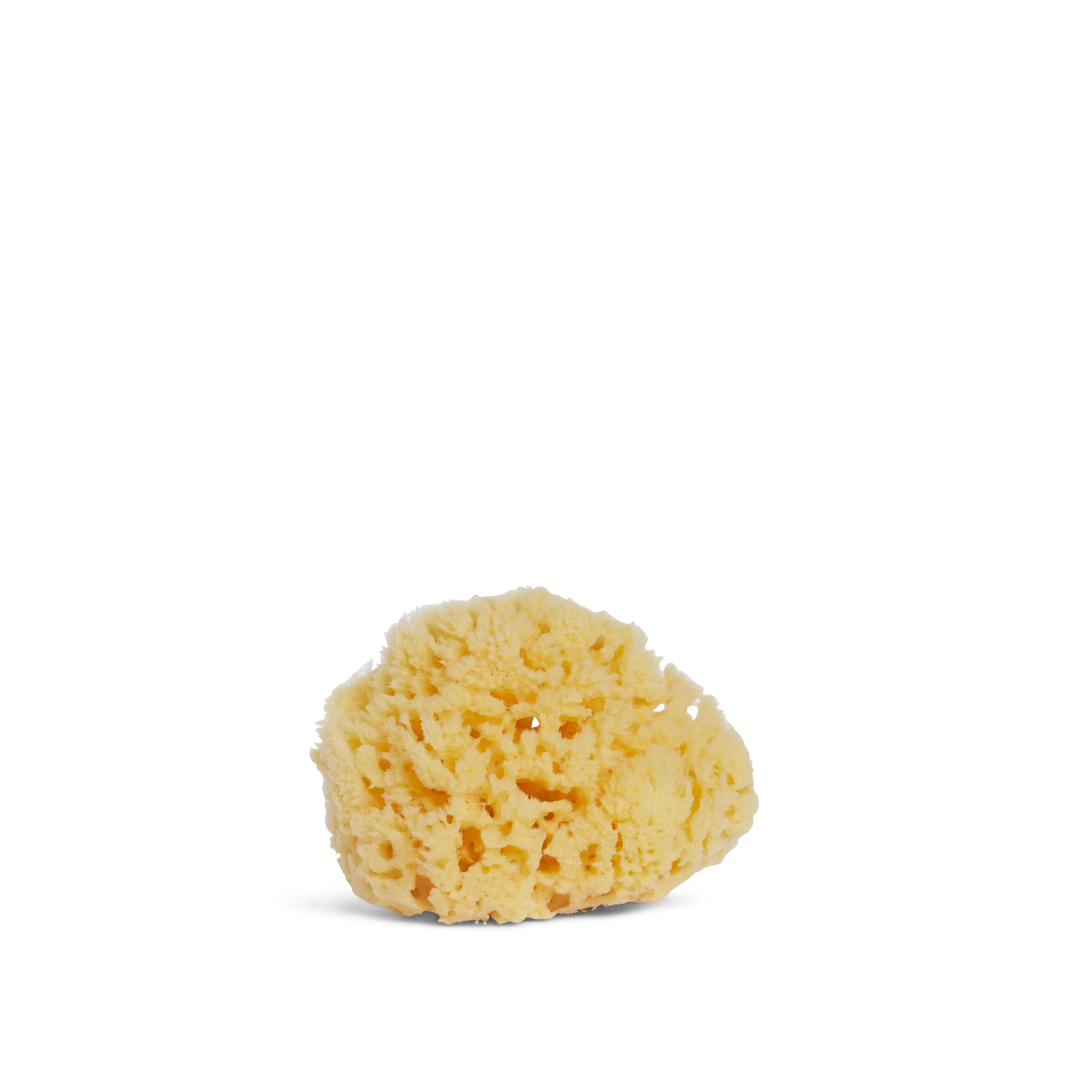 Yellow Sea Sponge (5")